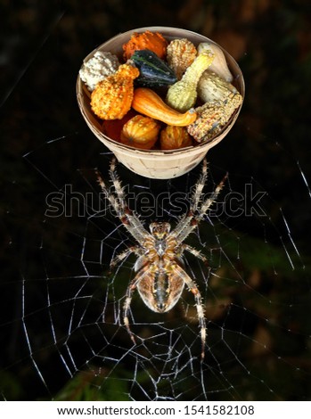 An image of a basket of decorative gourds, isolated and pasted upon a picture of an orb weaver spider for Halloween 