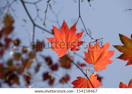 Japanese acer leaves revealing the beautiful autumnal colours of the changing seasons.