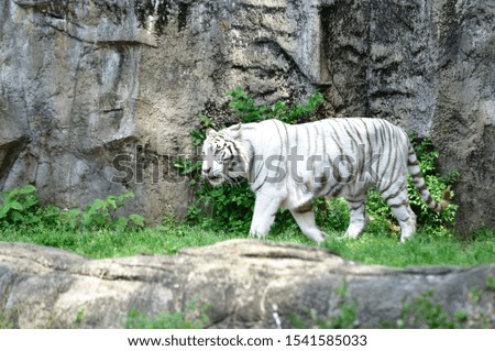 White Bengal tiger strolls through the jungle.