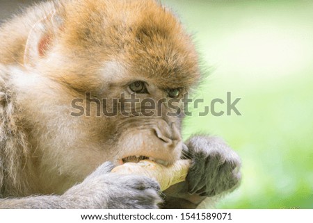A Barbary Macaque, also known as a Barbary Ape