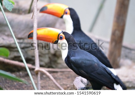 Exotic african bird toucan. Black bird with white breast, large yellow beak with black tip, long tail with red spot under abdomen, large sharp claws.