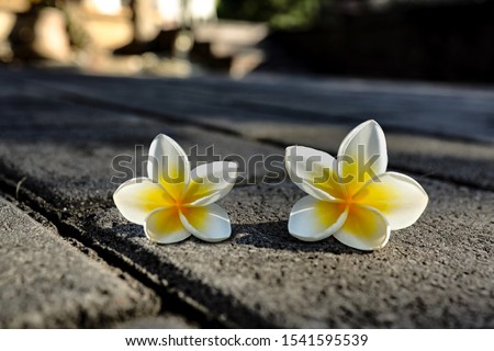 Yellow Cambodia flower on the street