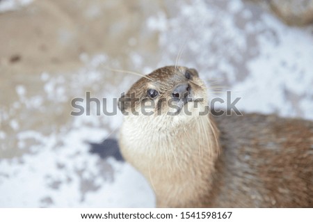 Cute close up portrait of an Asian or Oriental small clawed otter (Aonyx cinerea) 