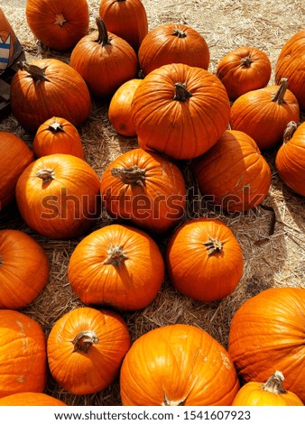 Beautiful pumpkin patch festival in autumn in USA fall season open 