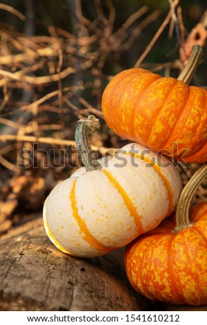 Orange and white pumpkins front shot