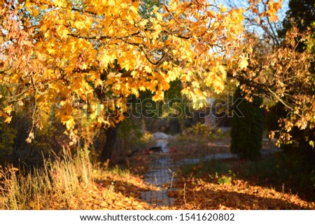 yellow-orange saturated shades of autumn, fallen leaves