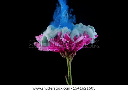 Flower under water and Splashes of colored ink, bright colors. Creative and color mix, abstract swirls of different colors on a black background