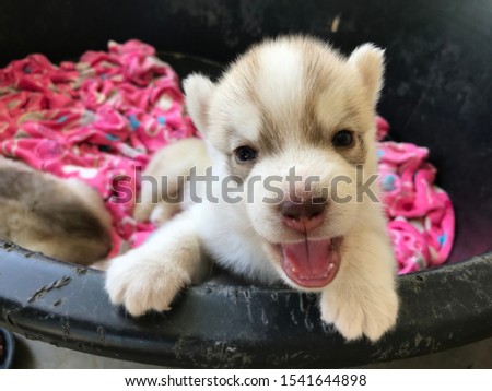 Cute Siberian Husky puppy baby girl 