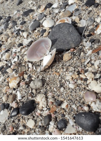 A very beautiful picture of sand texture with a pearl in its shell lying at the beach