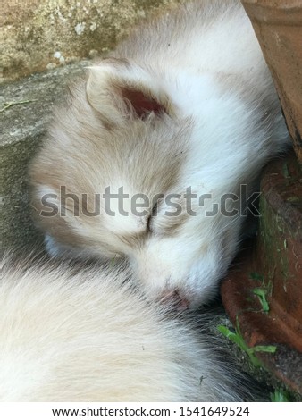 Cute Siberian Husky baby girl puppy 