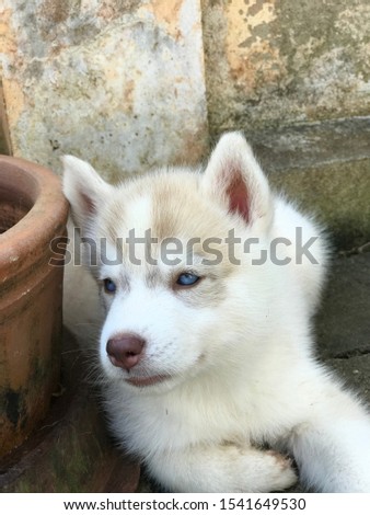 Cute Siberian Husky baby girl puppy 