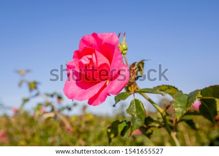 Felix Leclerc rose flower in the field with blue sky in background. Scientific name: Rosa 'Felix Leclerc. 
Flower bloom Color: Medium pink