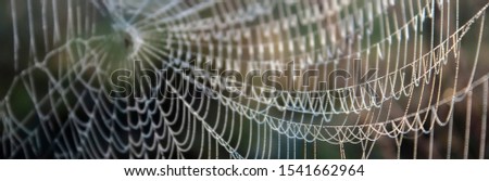 Spider web at dawn close up. Web drawing in the morning sun. Drops of dew on a spider web closeup.