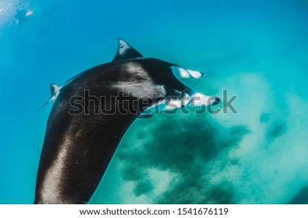 Manta ray swimming in open water along the sandy sea bed