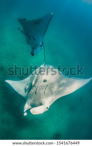 Underwater shot of a pair of manta rays swimming together in open ocean, playing gracefully in a mating dance