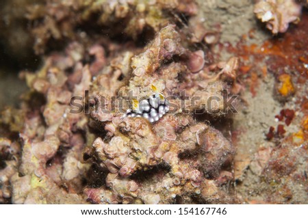 Sea Slug _ Chromodoris geometrica