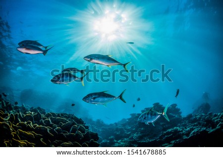 Schooling pelagic fish swimming together in the wild, in clear open ocean Royalty-Free Stock Photo #1541678885