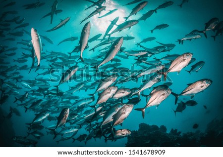 Schooling pelagic fish swimming together in the wild, in clear open ocean