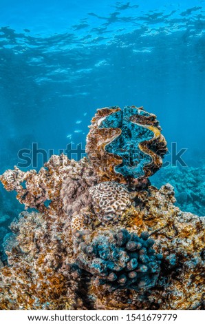 Underwater shot of a giant clam on top of coral and rocks in clear blue water