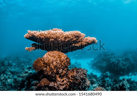 Underwater shot of colorful coral reef in clear blue water