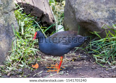 The dusky moorhen (Gallinula tenebrosa) stands in the pond of Sydney Royal Botanic Garden Australia. It is a bird species in the rail family. 