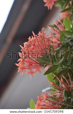 Blurry image of beautiful red asoka flower blooms