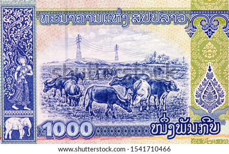 Cattle grazing Portrait from Lao Banknotes. 