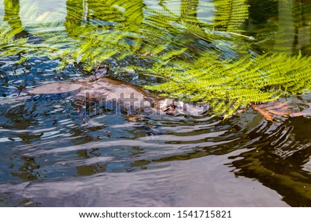 The platypus (Ornithorhynchus anatinus) is swimming in the pond.
It is a semiaquatic egg-laying mammal endemic to eastern Australia, including Tasmania.