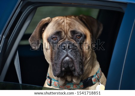 Bull Mastiff Staring Out of a Car Window