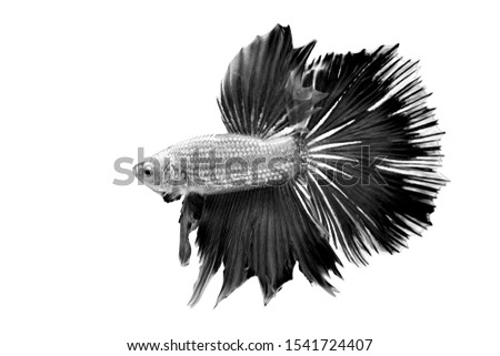 Siamese fighting fish,Betta splendens, black and White , on White background, Halfmoon