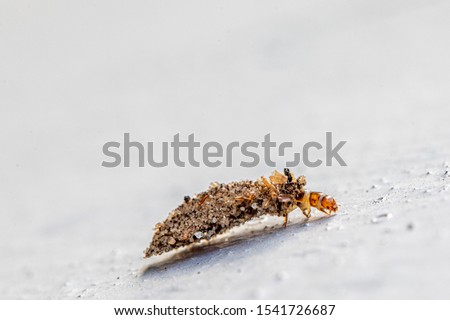 a macro shot of a brown beetle with a stone house sitting on a white wall