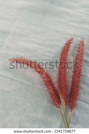 Bright red grass flowers on a white fabric