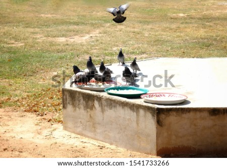 A group of pigeons eating food on a cement platform