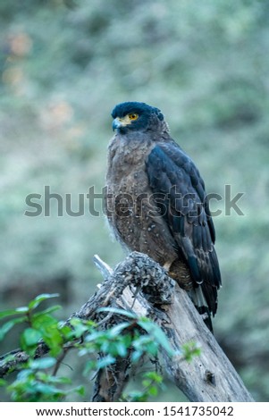 Crested Serpent Eagle or Spilornis cheela migratory bird close up in early morning light and blue green background perched on dead tree during winter migration at ranthambore national park, rajasthan,