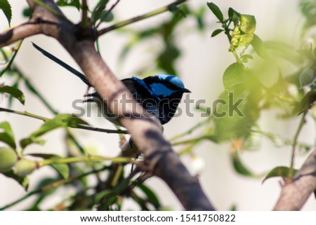 Small blue and black, superb fairy-wren hopping around grass and amoung the trees