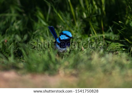 Small blue and black, superb fairy-wren hopping around grass and amoung the trees