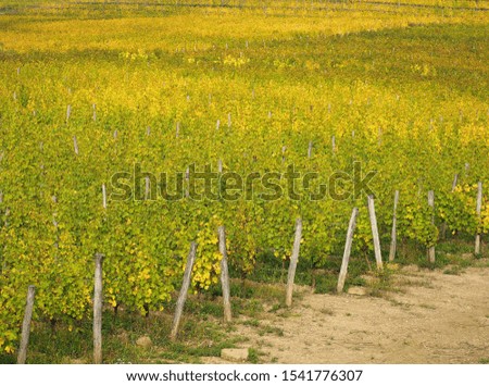 Plain totally covered with bright yellow vineyards at the beginning of autumn in Italy