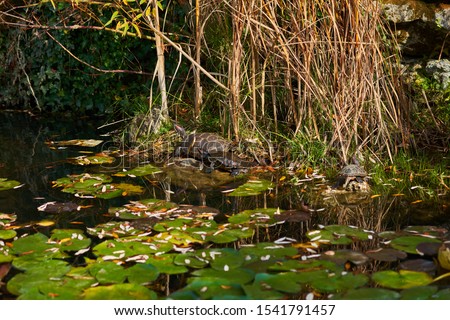 freshwater turtle in a pond with water lilies