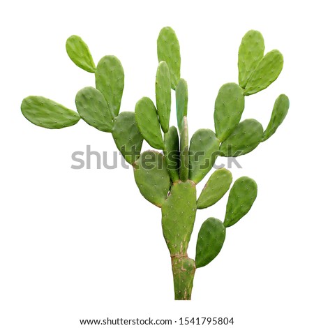 Green opuntia tropical cactus plant red flower bud isolated on white background. White thick dot on verdant pad leave tree with clipping path. Royalty-Free Stock Photo #1541795804