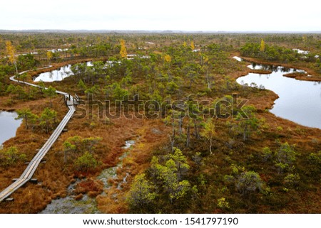 A wooden trail through swamps among moss and pines. Rainy and cloudy. Nature reserve in Latvia.