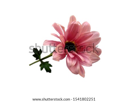 Seruni or Chrysanthemum flower isolated on white background. Gerbera or Dahlia flower for flower frame or other decoration ( Pink flower )