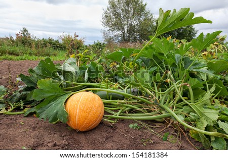 Growing pumpkins in a field