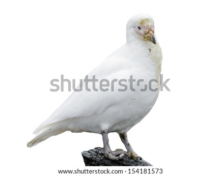 White polar bird isolated on white