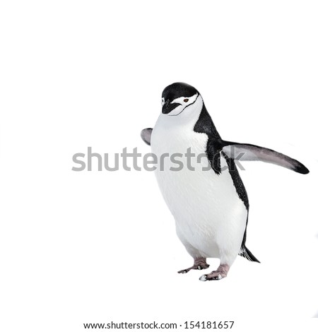 Chinstrap penguin isolated on white