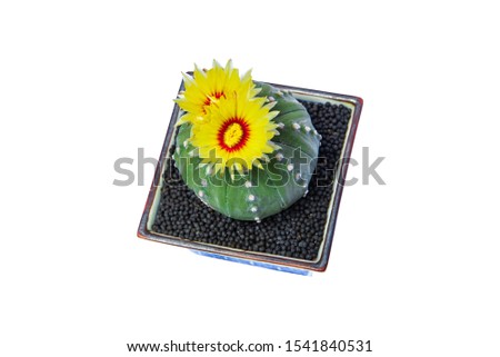 Astrophytum asterias, Sand dollar Cactus, Star cactus is a small and spineless cactus
Develop marvelous flower, Isolated on white background