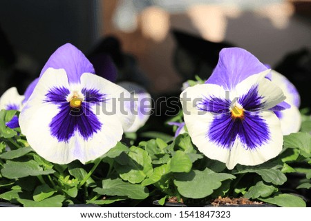 Beautiful blooming pansy in sunny October