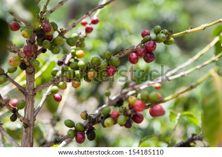 Coffee tree with ripe berries on organic farm. Food and drink coffee background.