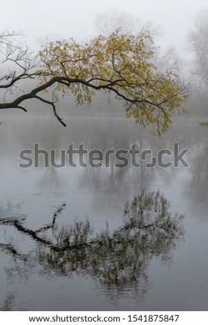 
Tree branches with autumn yellow leaves on a background of a river in a foggy morning