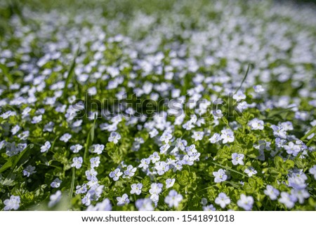 White wildflowers on blurred background