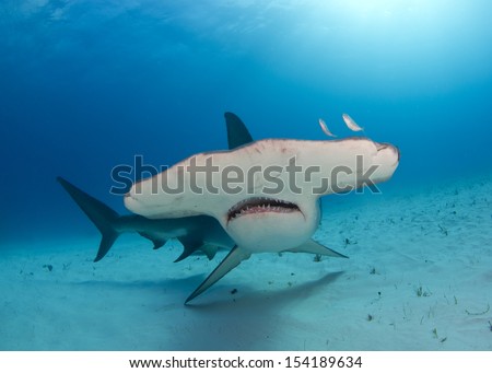 Great Hammerhead Shark in Bimini, Bahamas